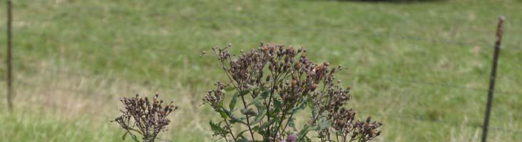 Tall Ironweed (Vernonia