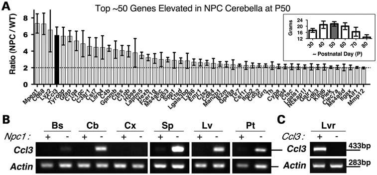 2948 Human Molecular Genetics, 2012, Vol. 21, No. 13 Figure 1. Ccl3 gene expression is elevated in the brain and visceral tissues of NPC mice.