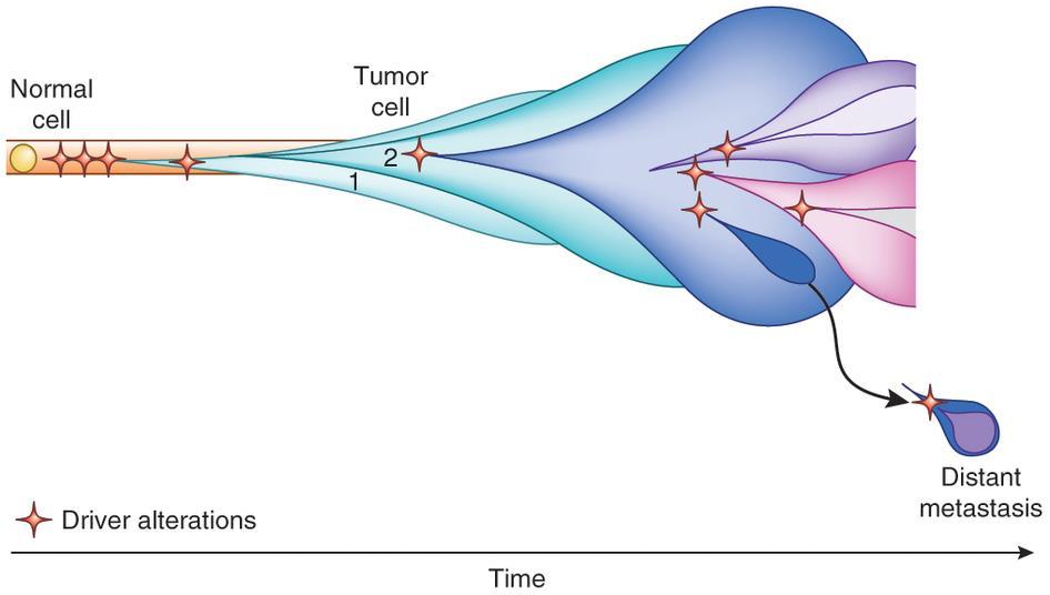 Clonality of Tumour Evolution Alizadeh et al.