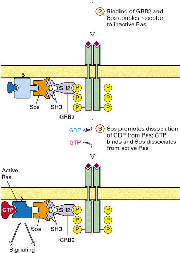 binding of a hormone (e.g., EGF) to an RTK.