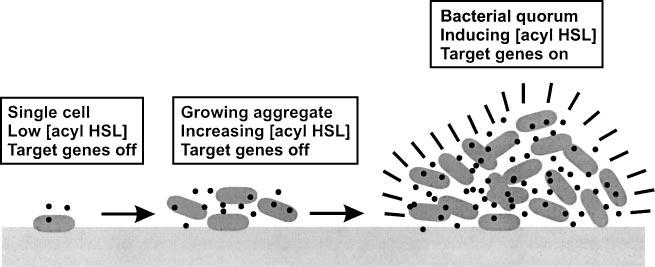 quorum sensing bacterial gene activation by cell density virulence factors, bio films, bio luminescence Figure 1.