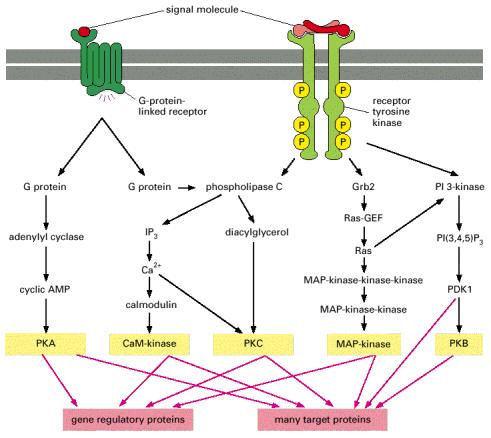 Figure 15 16. Different kinds of intracellular signaling proteins along a signaling pathway from a cell surface receptor to the nucleus.