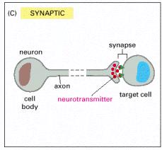 signals : neurotransmitters neuron s synapsis Figure
