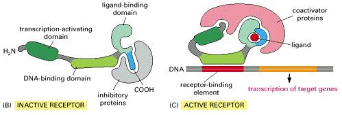 receptors receptors : cytosol receptors usually