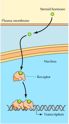 The nuclear receptor superfamily.