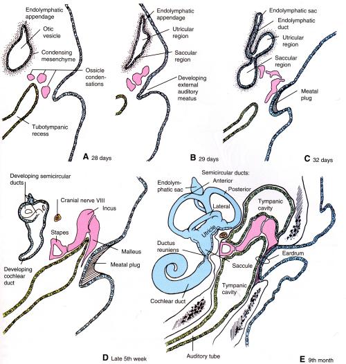 first pharyngeal pouch elongates further dorsally to form a tubotympanic recess, which becomes the pharyngotympanic tube and the middle ear cavity (tympanic cavity).