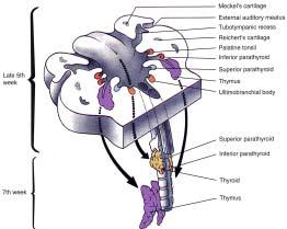 Fig. 10-7. Development of the pharyngeal pouch derivatives. All of the pharyngeal pouches give rise to adult structures.