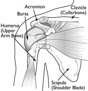 Because so many different structures make up the shoulder, it is vulnerable to many different problems. The rotator cuff is a frequent source of pain in the shoulder.