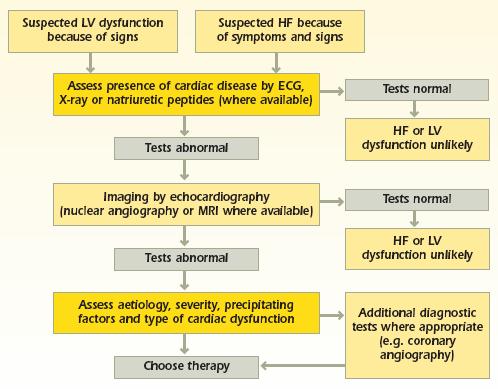 Algorithm for Diagnosis of Chronic HF or LV Dysfunction