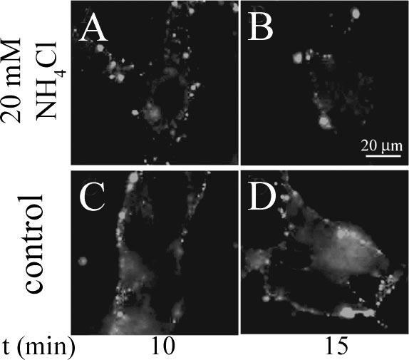 VOL. 81, 2007 MHV-A59 ENTRY 10763 FIG. 4. Incubation of virus-cell complexes with ammonium chloride prevents intracellular staining at ph 7.0. 17Cl-1 cells were either pretreated (A and B, 20 mm ammonium chloride) or not treated (C and D, control) at 37 C for 30 min (see Materials and Methods).