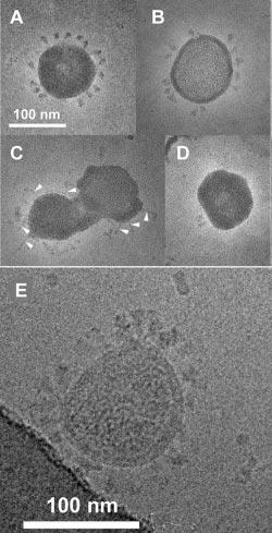 10764 EIFART ET AL. J. VIROL. dequenching could be due to unspecific dye transfer from bound viruses to the plasma membrane and/or to intracellular fusion of endocytosed viruses.