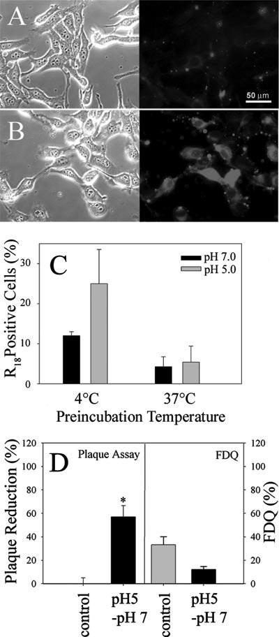 VOL. 81, 2007 MHV-A59 ENTRY 10765 FIG. 7. The fusion activity of MHV-A59 is sensitive to preincubation at low ph. R 18 -labeled viruses were preincubated at low ph (ph 5.