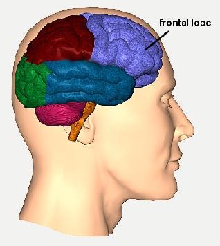 Lobectomies and Lobotomies What is the role of the Frontal Lobe in human psychology?