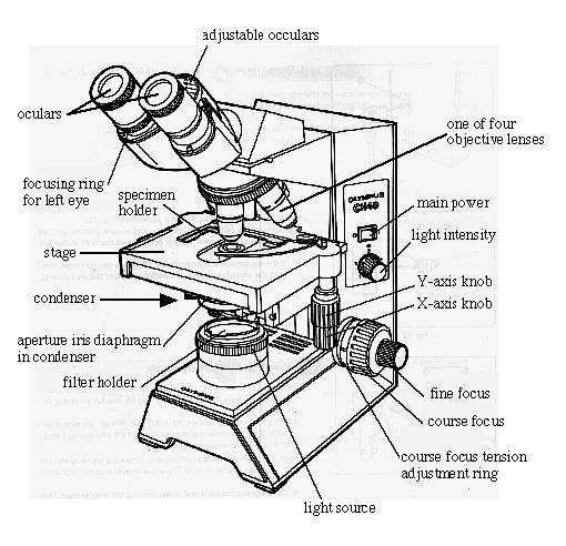 Figure 1. A compound microscope 9 Maintenance of the microscope 1. Always cover the microscope when not in use. 2. Remember: do not expose non-oil immersion lenses to oil. 3.