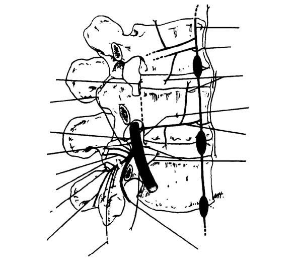 Shin SW Segmental nerve supply
