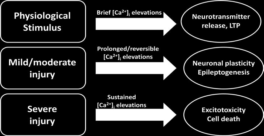 Figure 1-2. Effects of [Ca 2+ ] i on neurons. Brief elevations in [Ca 2+ ] i are necessary for normal physiological processes such as LTP.