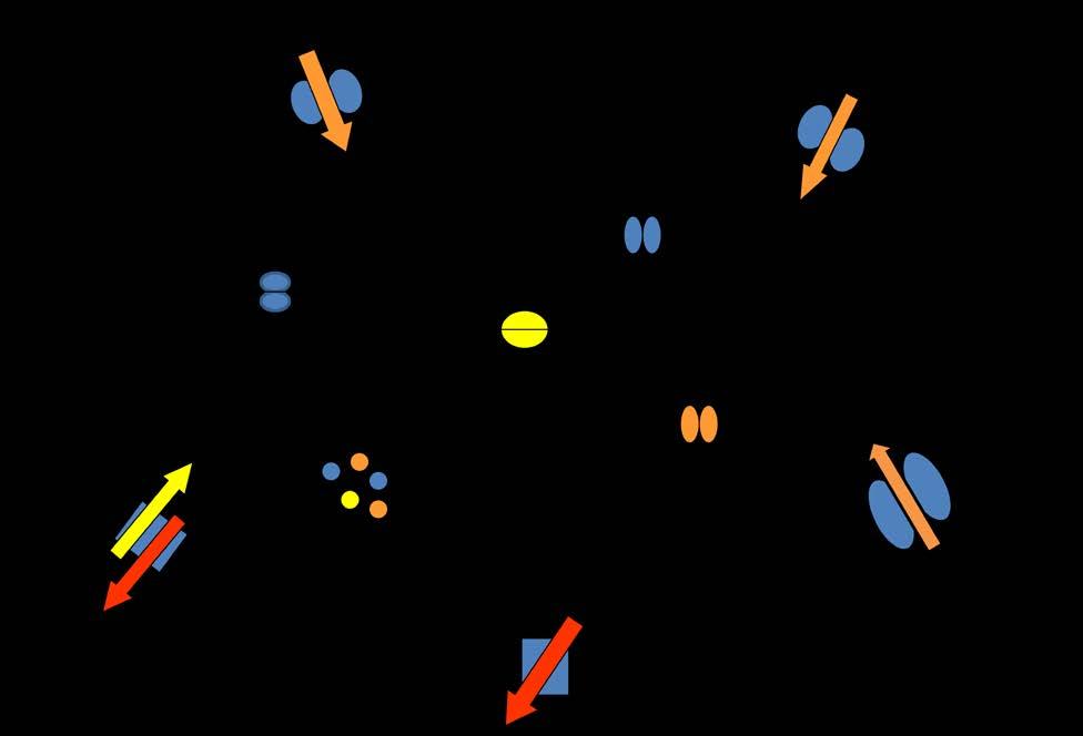 Figure 1-5. Calcium Homeostasis. The majority of calcium enters the neuron across the plasma membrane via voltage-dependent calcium channels and ligand-gated ion channels.