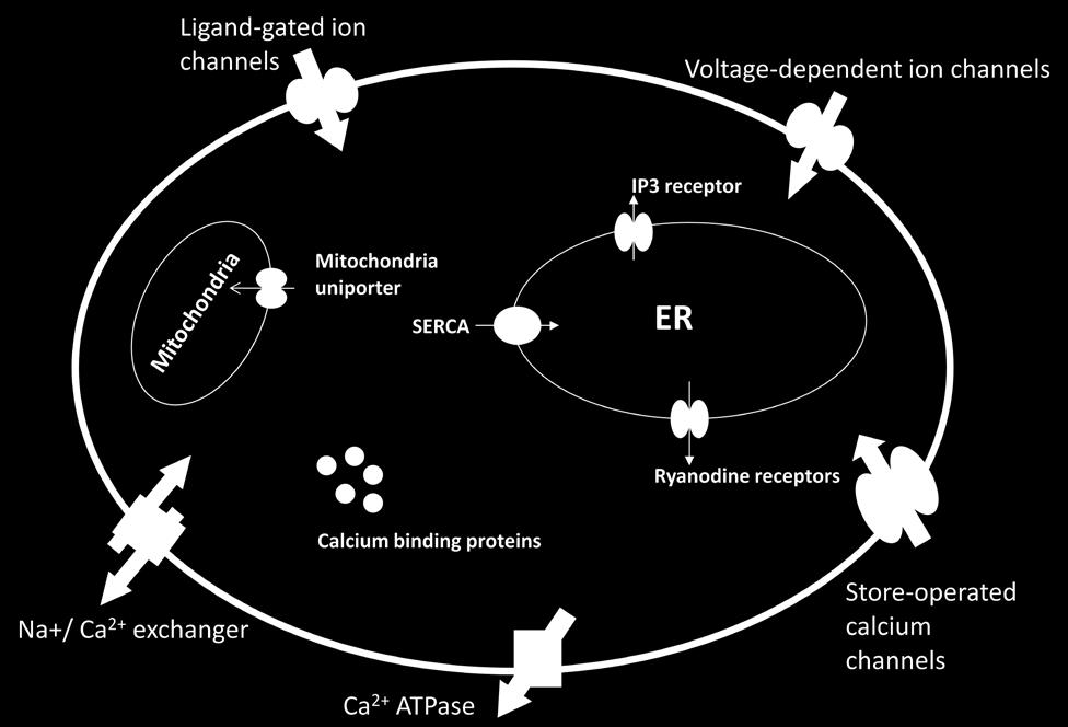Calcium enters the ER through the sarco/endoplasmic reticulum calcium ATPase (SERCA).