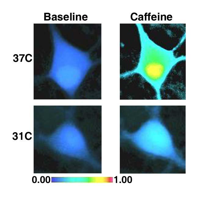 B Figure 2-5. Hypothermia reduced ryanodine receptor-mediated Ca 2+ induced Ca 2+ release.