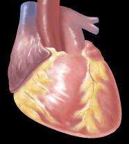 Hypertrophy Arrhythmias Ischemia Heart Failure Renal ischemia Stroke