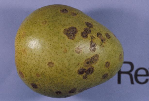 Whether on leaves or on fruit, lesion margins are not smooth and sharp but irregular and diffuse. This distinguishes them from the many other spots commonly seen on pear fruit and foliage.