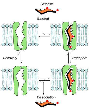 GLUT transporters Plasma membrane carriers of glucose. Catalyze facilitated diffusion.
