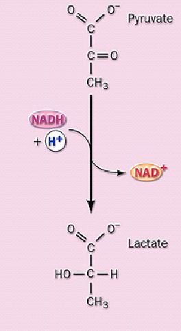 Noncarbohydrate precursors of glucose Fatty acids