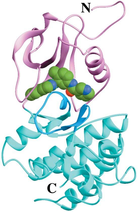 Page 703 Structure of the Abl PTK domain in complex
