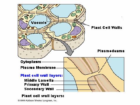 Origin of the different types of fibre Standard Plant Cell Plant Cell Walls