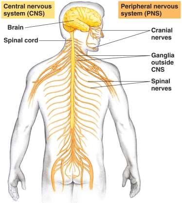 hollow, nerve cord Arrangement of Components of the Nervous System Central Nervous System (CNS) o Brain