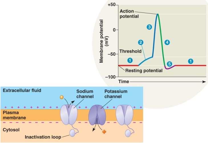 o How is action potential created?