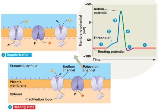 Initiation of action potential Reversal of polarity outside of membrane becomes relatively