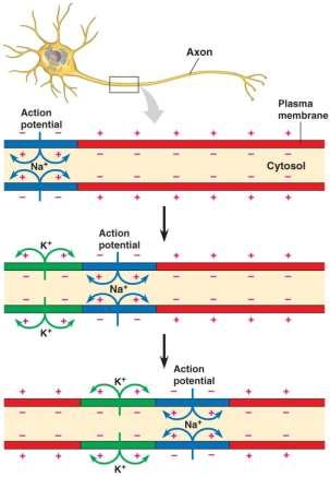 o Action potential is self-propagation Change of membrane s polarity triggers opening of voltage-gated sodium channels in adjacent segment of axon (2)