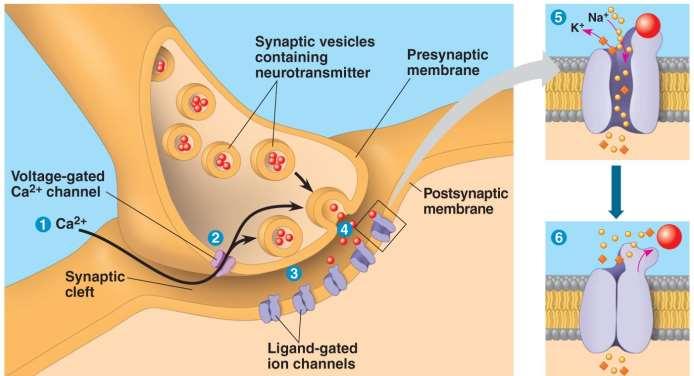 Synaptic Transmission Synapse o Direct connection between presynaptic and postsynaptic neurons electrical synapse o Indirect connection between presynaptic and postsynaptic neurons chemical synapse