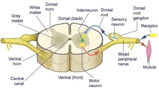 Spinal Cord o Located along dorsal surface of vertebral column and