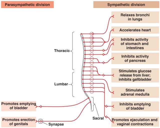 Subdivided into: o Somatic (Motor) Nervous system Sensory component receive information from the eternal environment Motor sends information to skeletal muscles o Autonomic Nervous System Sensory