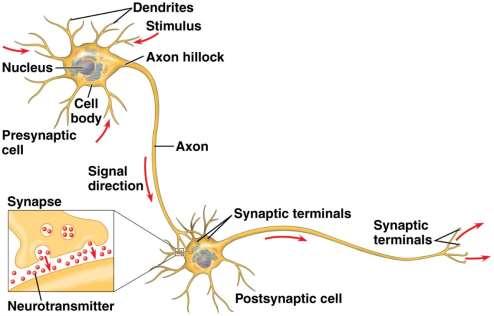 Neuron Functional unit of Nervous System Anatomy o Cell body enlarged area that contains nucleus and a variety of other organelles o Dendrites thin, branched extensions from the cell body of the