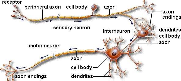 Types of Neurons o Sensory Neurons Receive stimulus from sense organ or another neuron Cell body