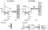Polysaccha rides - Glycosaminoglycans Diverse roles for polysaccharides Fig 9.