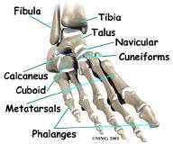 Anatomy Where does hallux rigidus occur? The joint at the base of the big toe is called the Bone spurs form around the joint as part of the degenerative process.