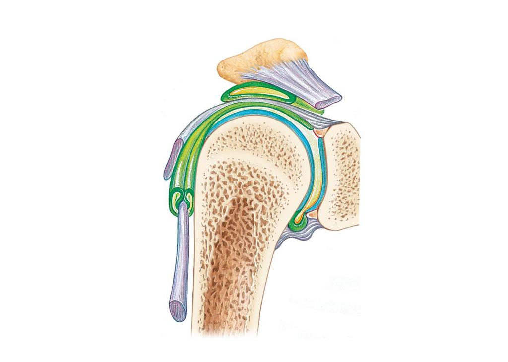 Figure 8.4a Bursae and tendon sheaths.