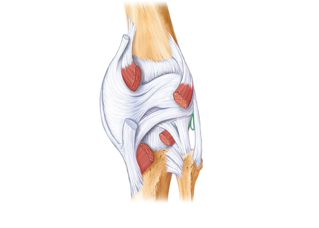 Figure 8.8d The knee joint.