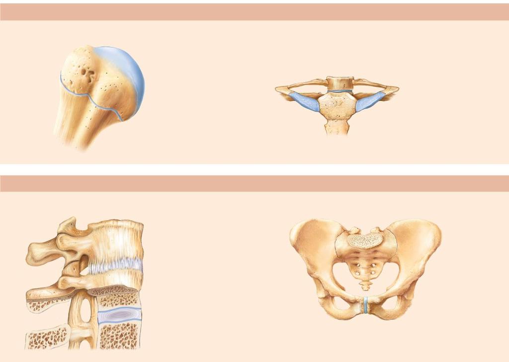 Figure 8.2 Cartilaginous joints.