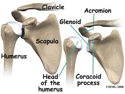 Introduction A shoulder dislocation is a painful and disabling injury of the glenohumeral joint. Most dislocations are anterior (forward) but the shoulder can dislocate posteriorly (backwards).