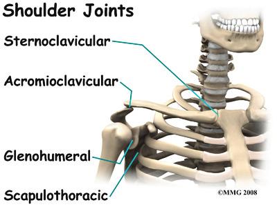 The roof of the shoulder is formed by a part of the scapula called the acromion. There are actually four joints that make up the shoulder.