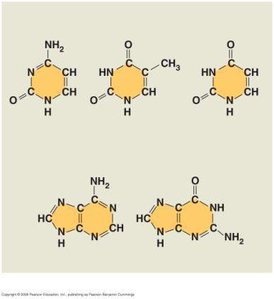 Uracil (U, in RNA) 5 C 3 C Phosphate group (b) Nucleotide Sugar (pentose) Adenine (A) Guanine (G) Purines 3 end Sugars (a) Polynucleotide, or nucleic acid