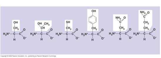 5-17b Nonpolar Polar Glycine (Gly or G) Alanine (Ala or A) Valine (Val or V) Leucine (Leu or L) Isoleucine (Ile or I) Serine (Ser or S) Threonine (Thr or T)
