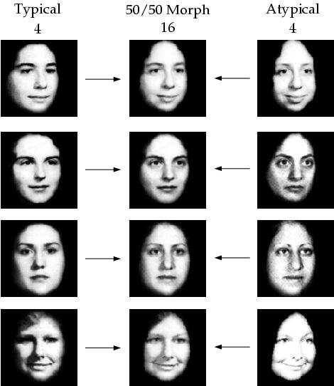 percept of the 50% morph is mapped closer to the atypical face because of the shape of the transfer function. Tanaka and colleagues [66] showed a related effect with typical and atypical faces.