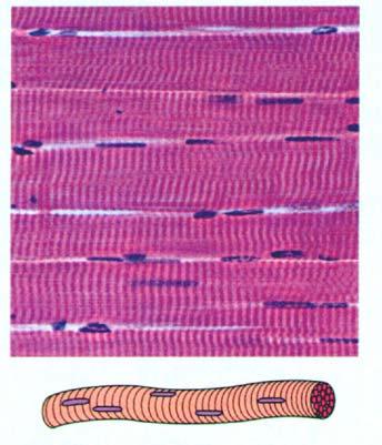 Skeletal Muscle Characteristics Skeletal muscle cells are long multi-nucleated cylinders, separated by connective tissue.