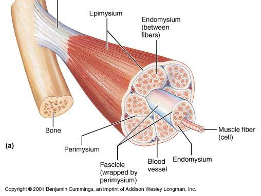 Structure of a Skeletal Muscle The hierarchy of connective tissues associated with a skeletal muscle provide a continuous connection between muscle cells and